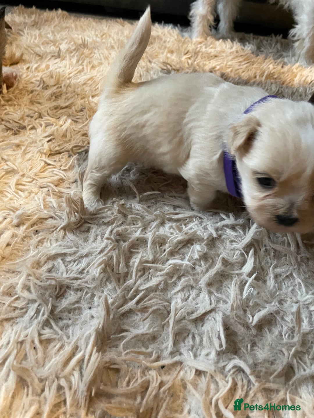 Mixed Breed dogs for sale: Imperial Zuchon cross maltese - Image 7