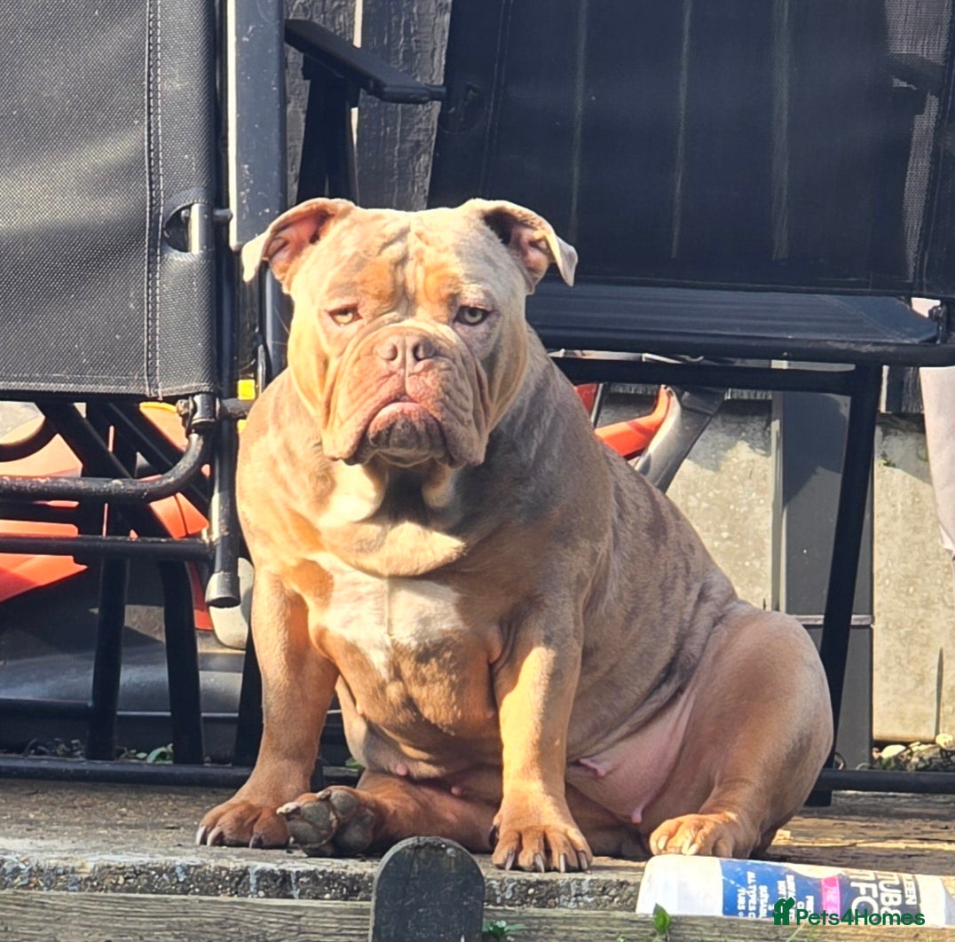 Olde English Bulldogge dogs Olde english bulldog female - Advert 1