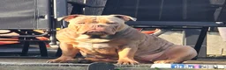 Olde English Bulldogge dogs for sale: Olde english bulldog female in Romford - Advert 1