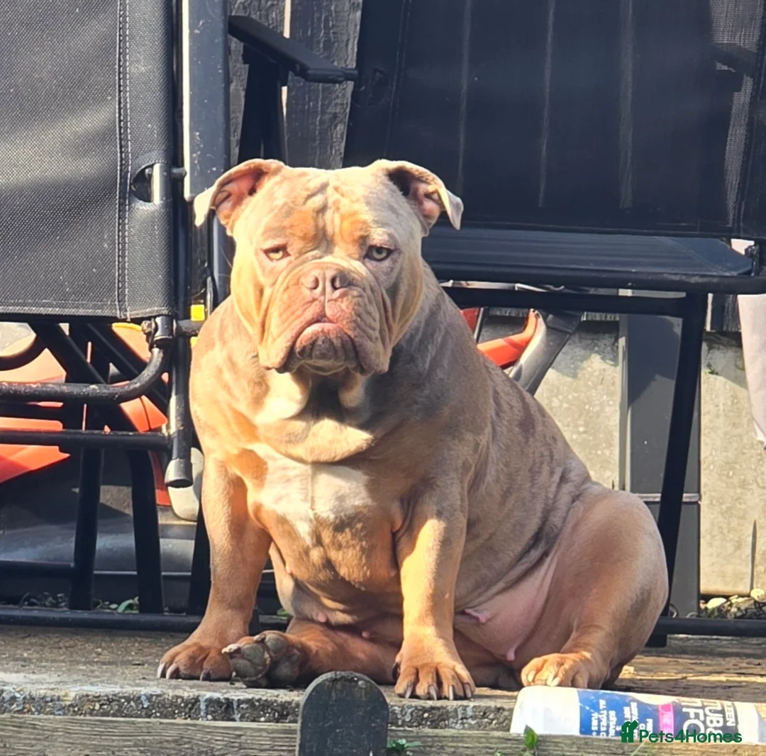 Olde English Bulldogge dogs for sale: Olde english bulldog female in Romford - Advert 1