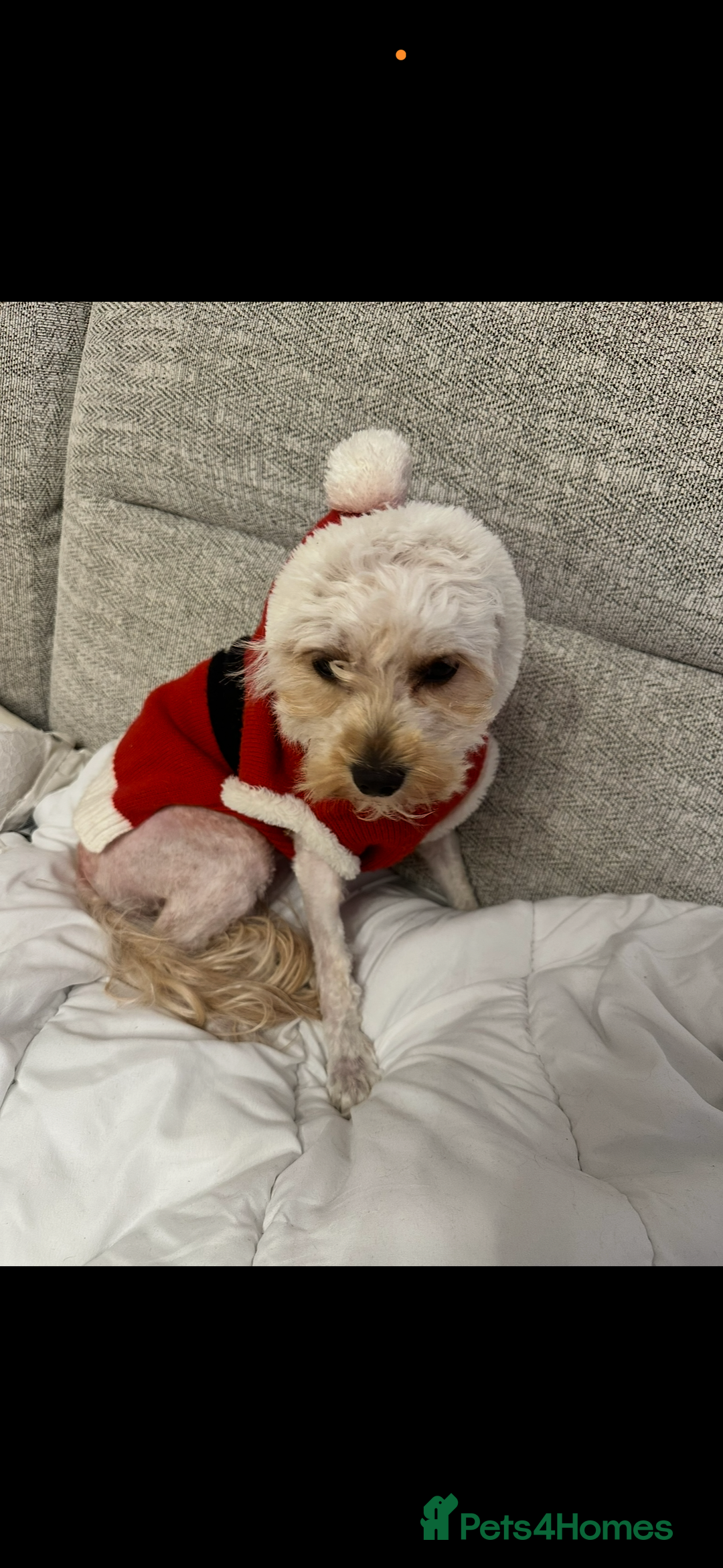 Cavapoo dogs for sale: Beautiful cavapoos - Advert 10