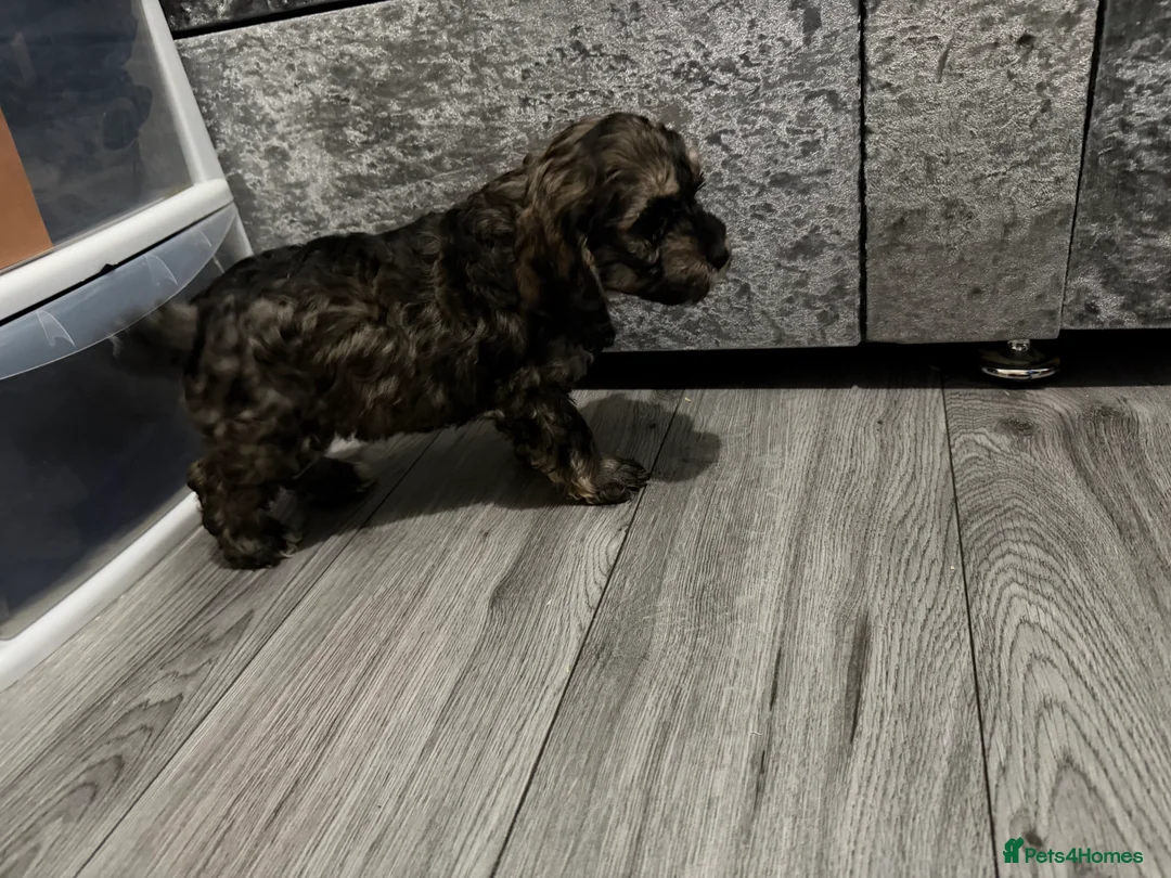 Cockapoo dogs for sale: Cocker poo puppies for sale  - Advert 23