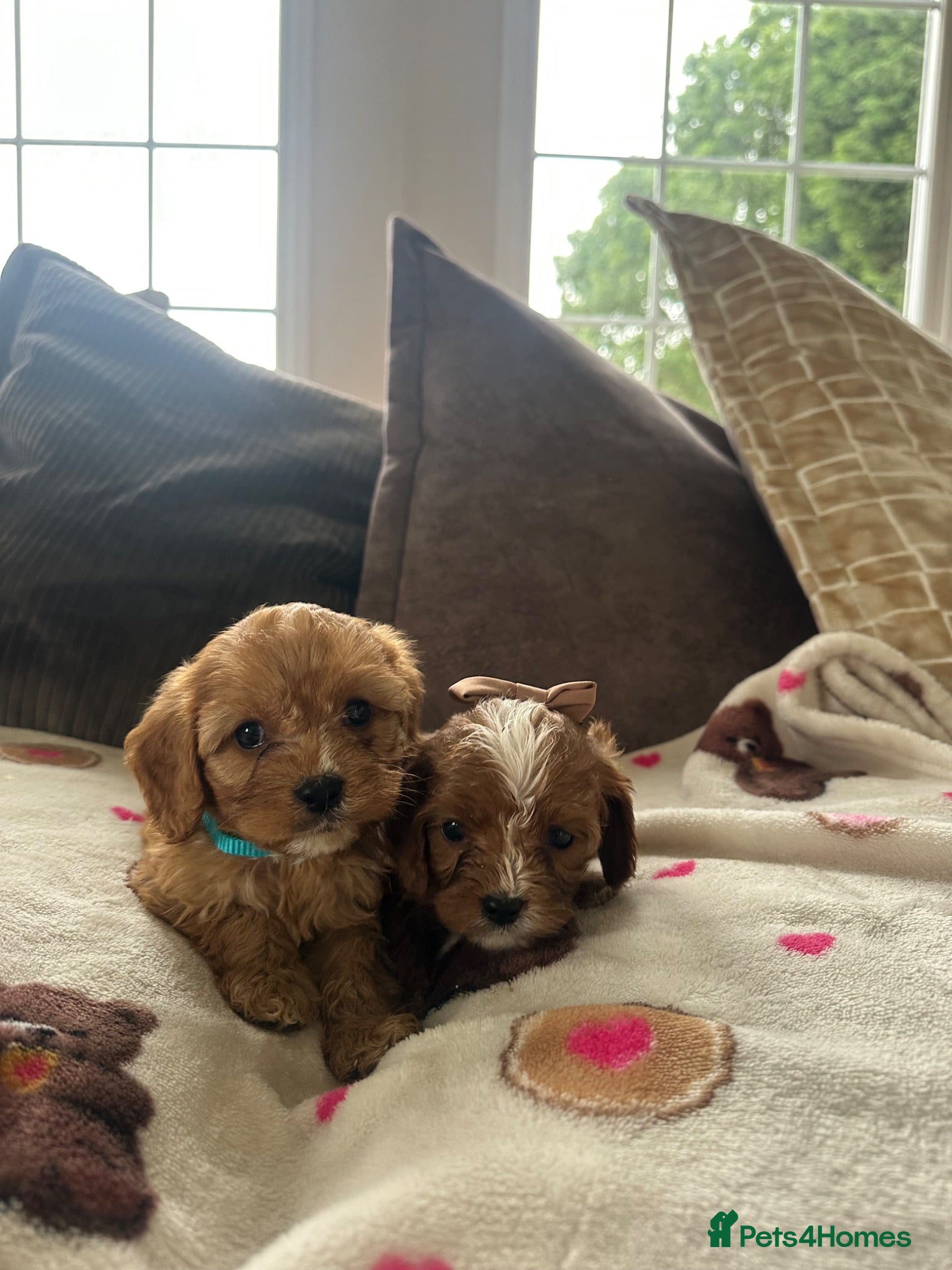 Cavapoo dogs 2 BOY CAVAPOOS 💙👑 - Advert 3