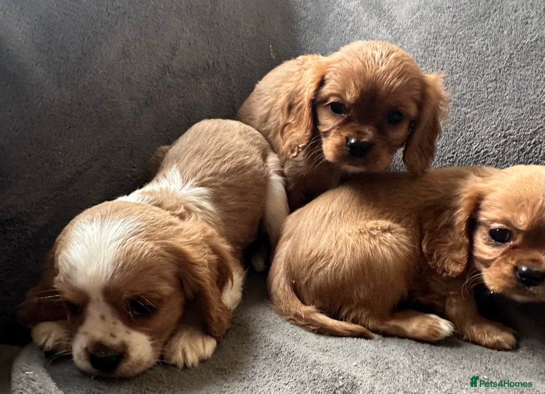 King Charles Spaniel dogs for sale: King Charles cavalier puppies 3 girls 4 boys - Advert 8
