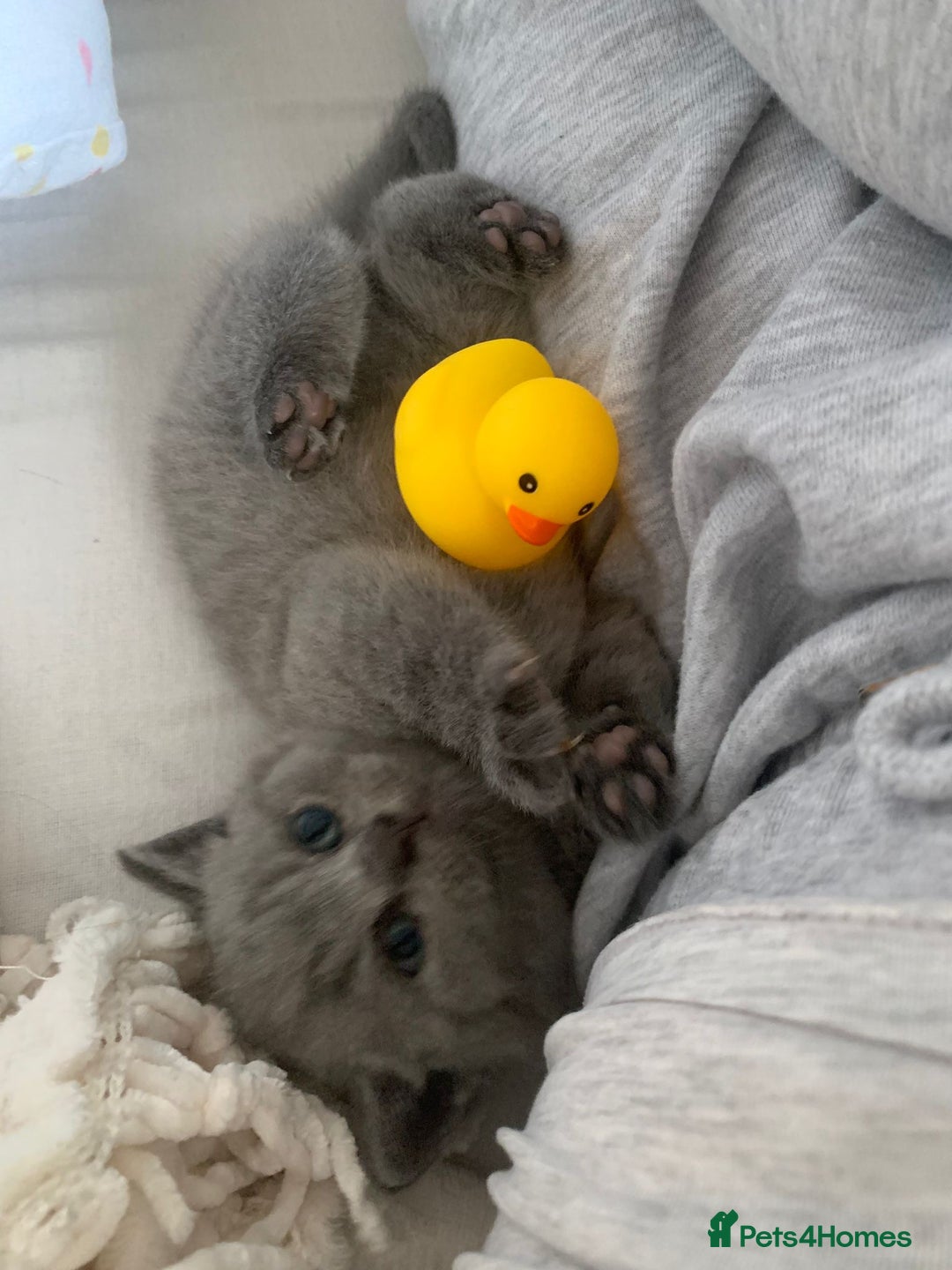 British Shorthair cats for sale: Stunning British Shorthair ready to reserve  - Image 25