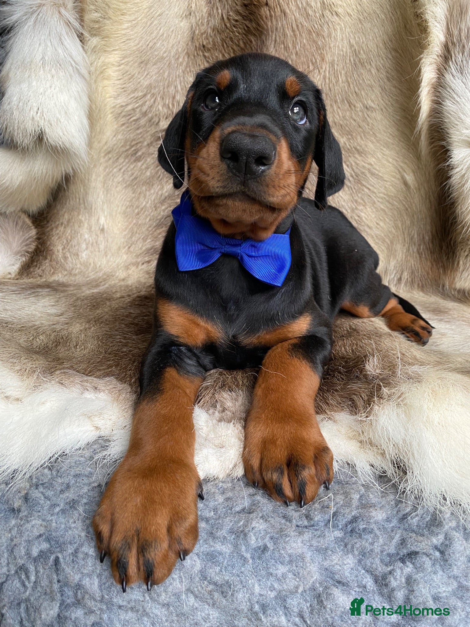 Dobermann dogs *KC REGISTERED* HEALTH TESTED DOBERMAN PUPPIES - Advert 2