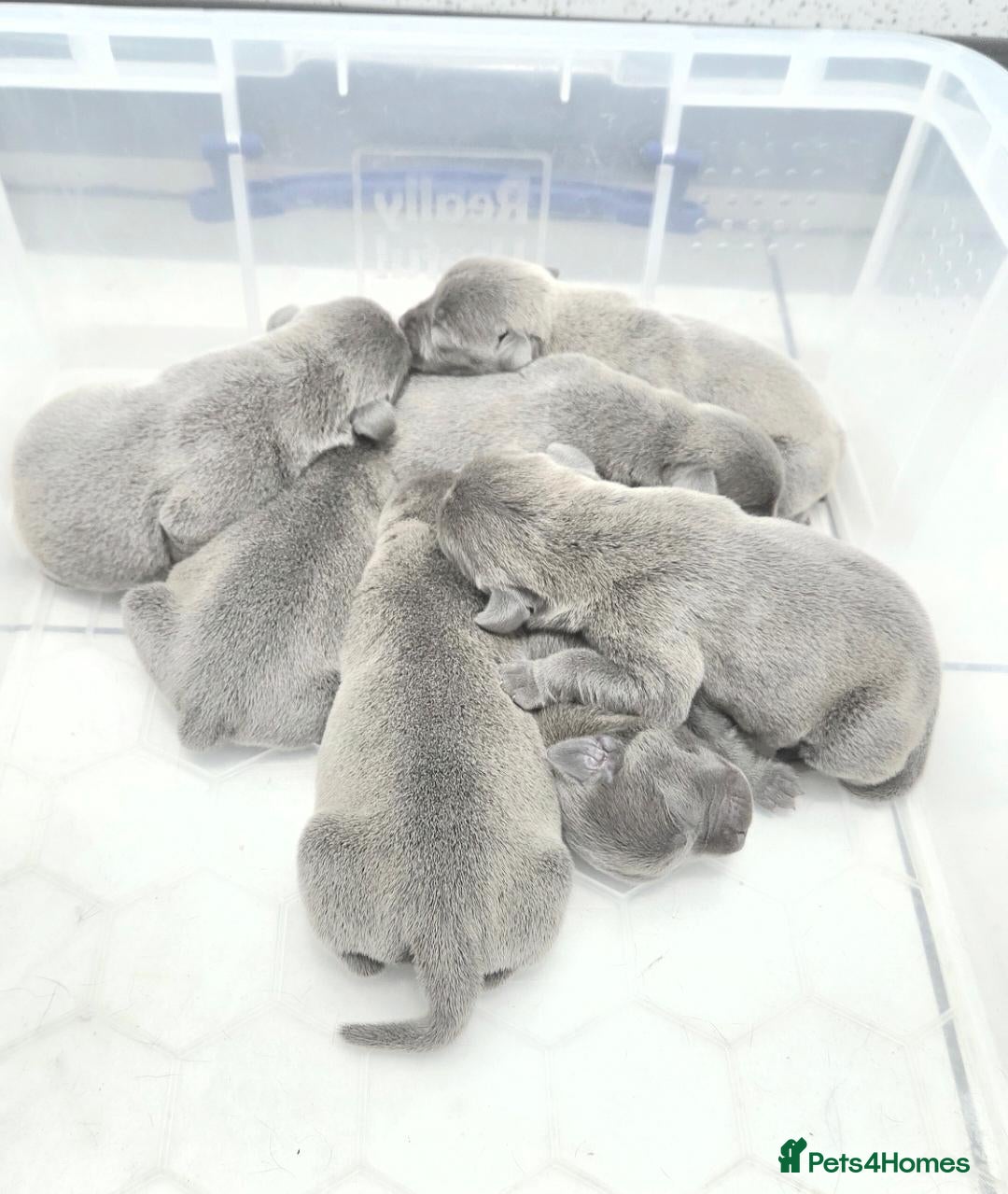 Staffordshire Bull Terrier dogs KC Blue Staffordshire Bull terrier puppies - Advert 4