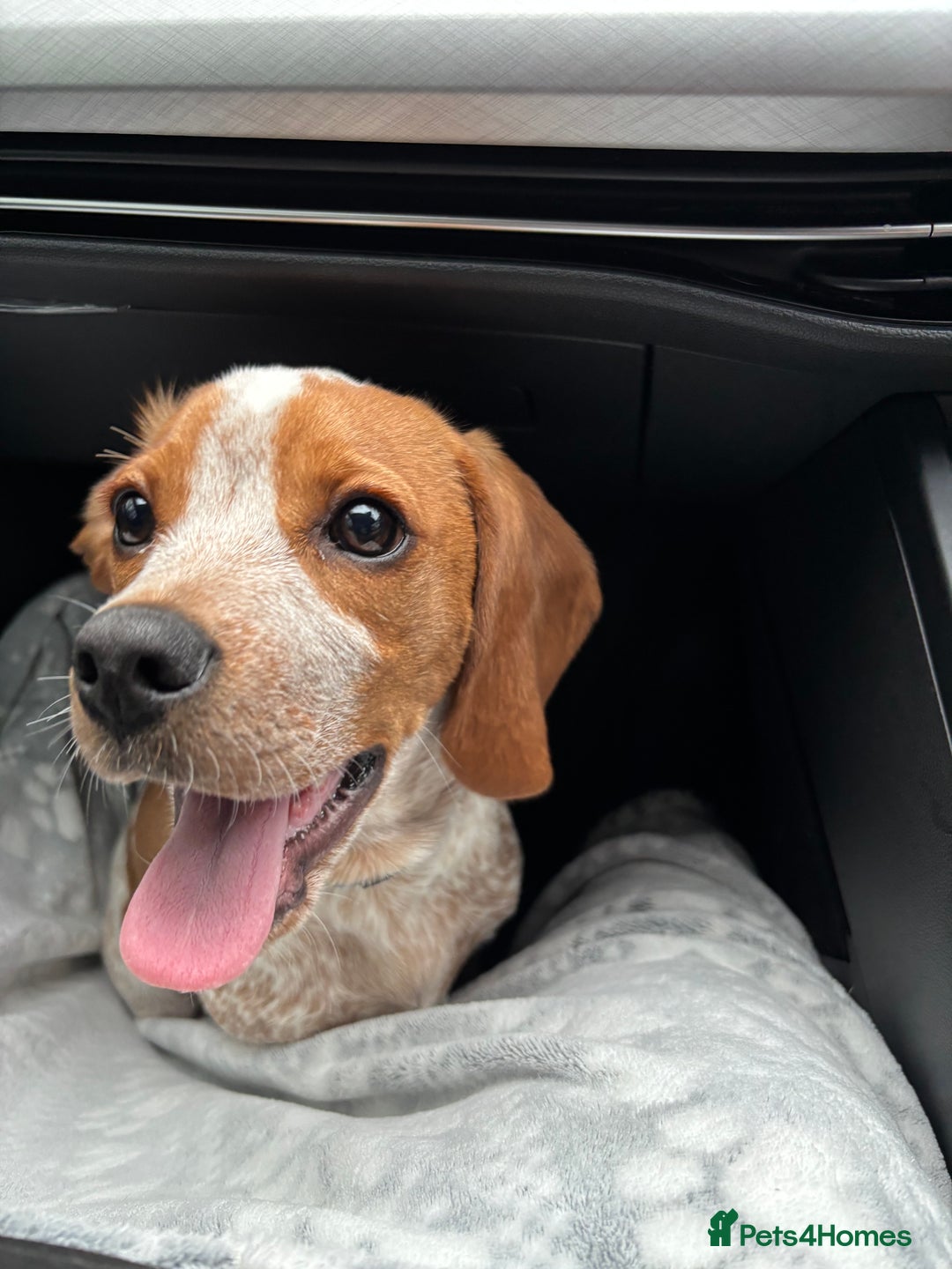 Beaglier dogs for sale: 13 month old beaglier  - Advert 31