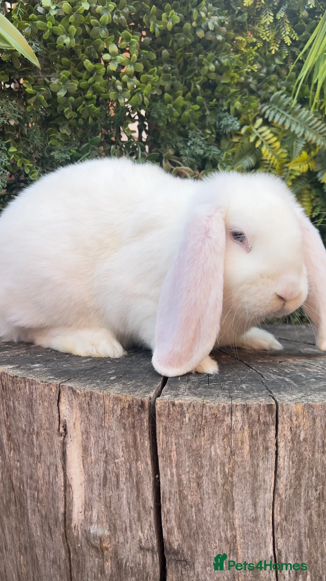 French Lop rabbits for sale: French Lop babies  - Advert 10