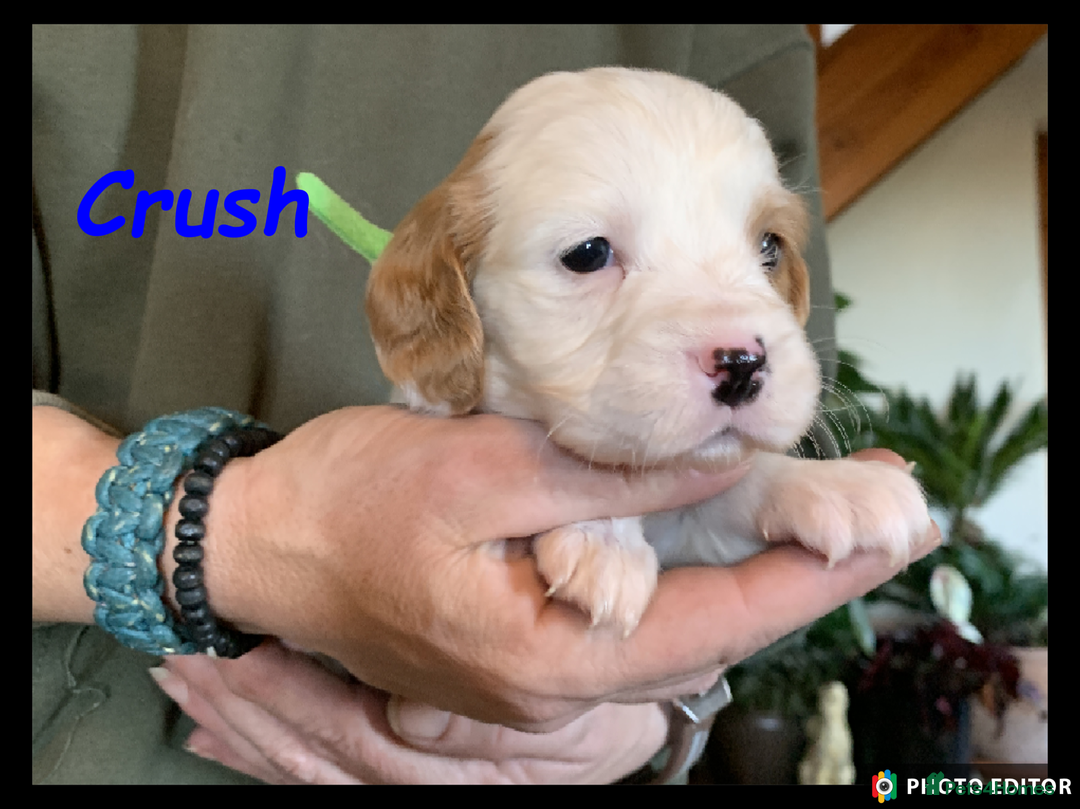 Cockalier dogs for sale: Beautiful Cockalier Pups – Loving Homes Await - Advert 16