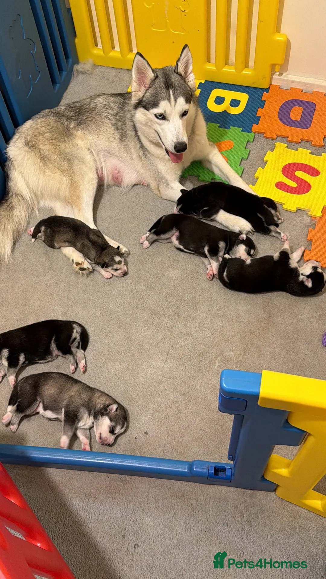 Siberian Husky dogs for sale: Siberian husky puppies  - Advert 2