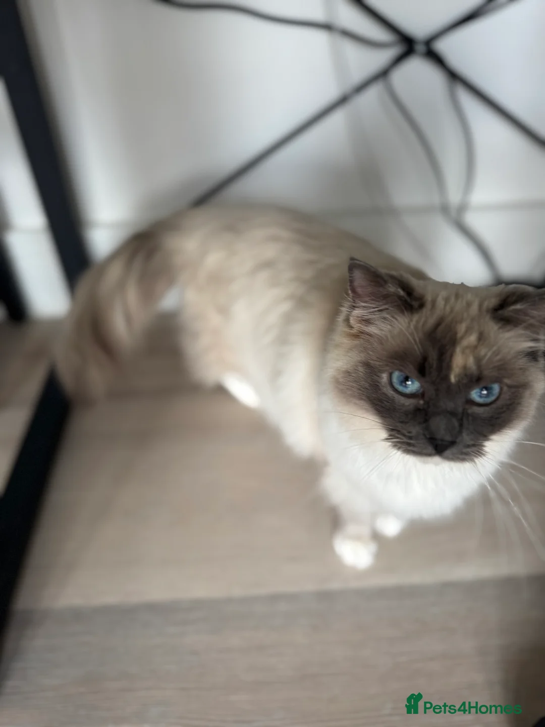 Ragdoll cats for sale: Beautiful GCCF active Ragdoll Queen  - Advert 4