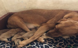 Goldador dogs for sale: Chunky red Goldadors, ready now  - Image 11