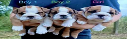 English Bulldog dogs for sale: Health Bred KC Reg Bulldogs | BOAS 0 Parents - Advert 3