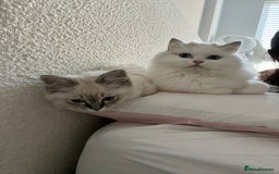 Ragdoll cats for sale: RAGDOLL KITTENS COMING SOON - Image 3