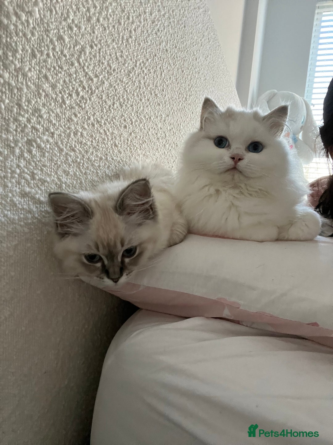 Ragdoll cats for sale: RAGDOLL KITTENS COMING SOON - Image 3