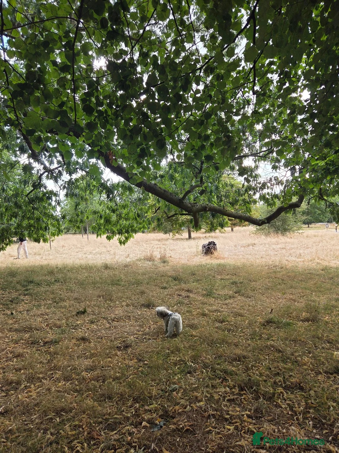 Shih Tzu dogs for stud: Stunning, Compact Boy – Proven Family Temperament  - Advert 4