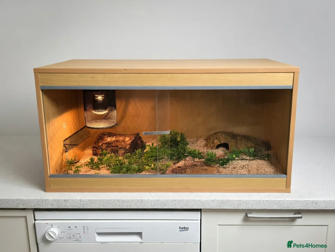 Corn Snake reptiles for sale: Corn snake with full set up in York - Advert 4