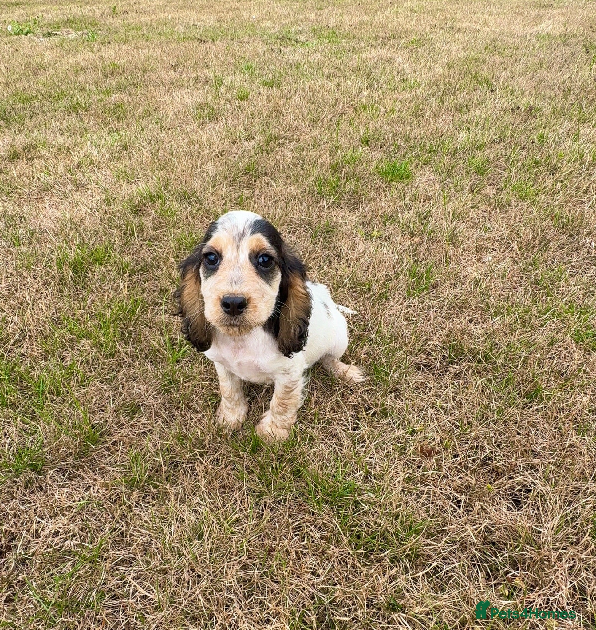 Cocker Spaniel dogs *only 1 puppy available’Cocker Spaniel Puppies🐾🐶 - Advert 1