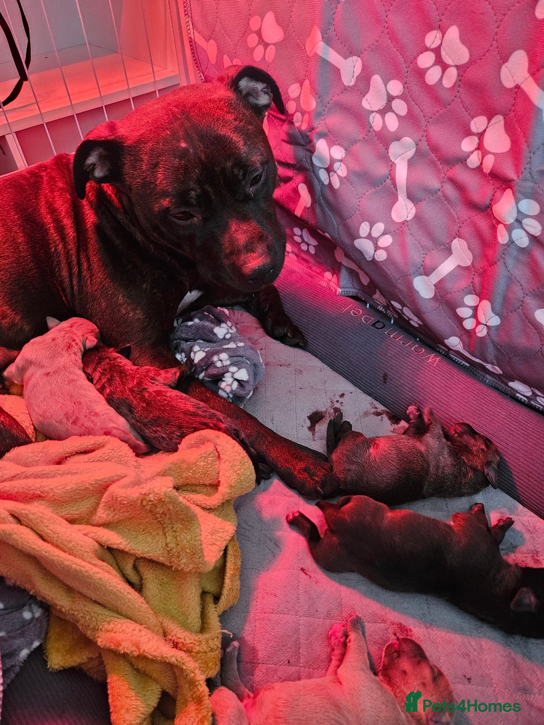 Staffordshire Bull Terrier dogs for sale: Staffy pups - Image 1