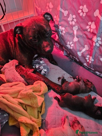 Staffordshire Bull Terrier dogs - Advert 1