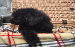 Poodle dogs for sale: Minature poodle pups - Advert 4