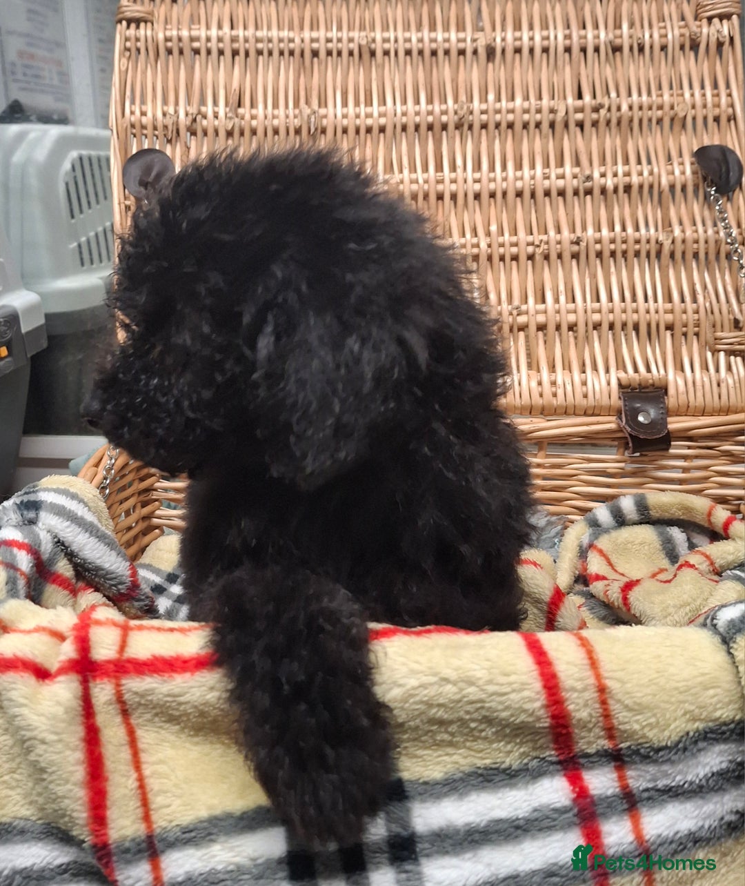 Poodle dogs for sale: Minature poodle pups - Advert 4