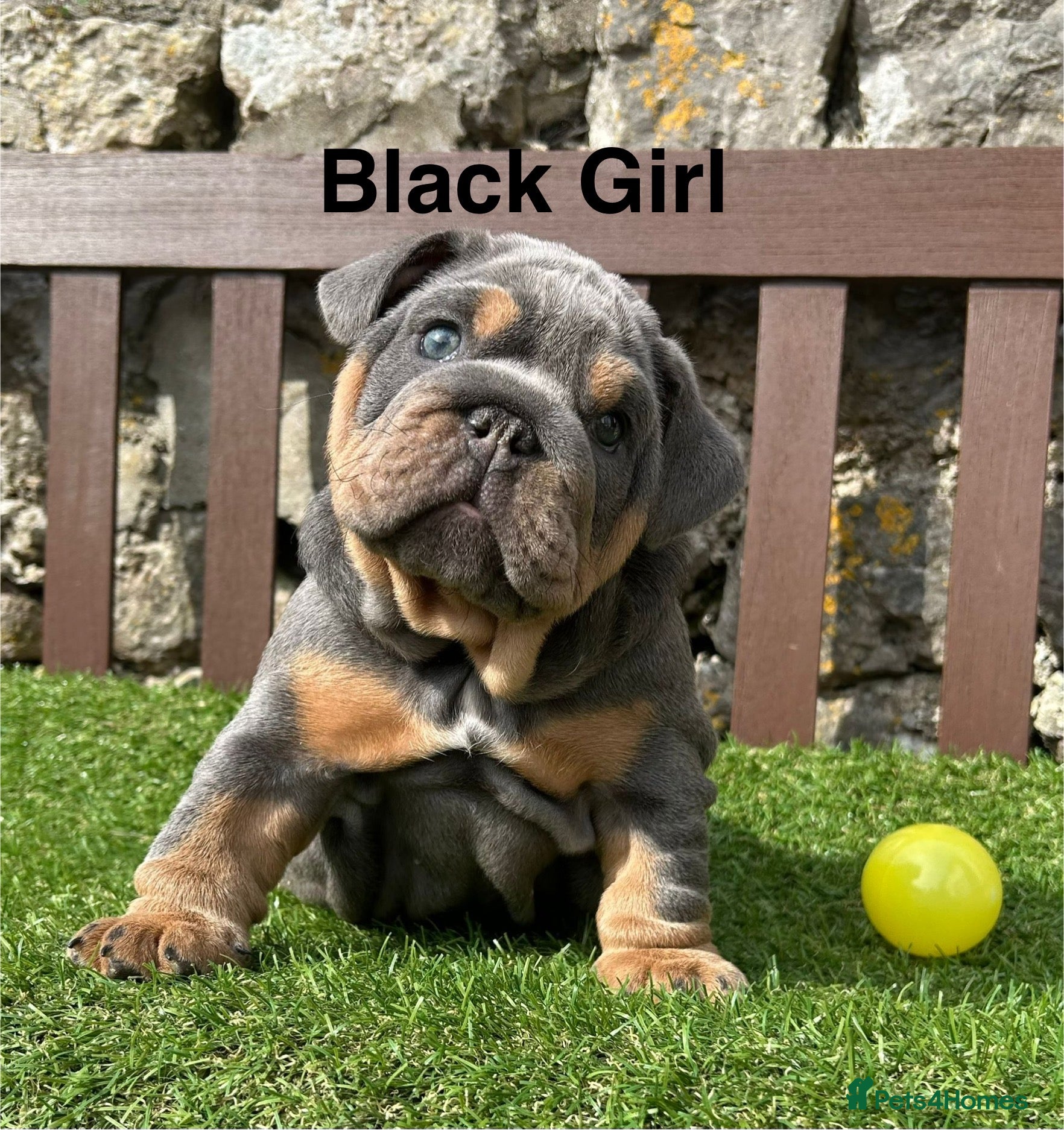 English Bulldog dogs Ready Friday! KC reg English bulldog puppies  - Advert 10