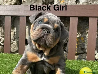 English Bulldog dogs Ready Friday! KC reg English bulldog puppies - Advert 6