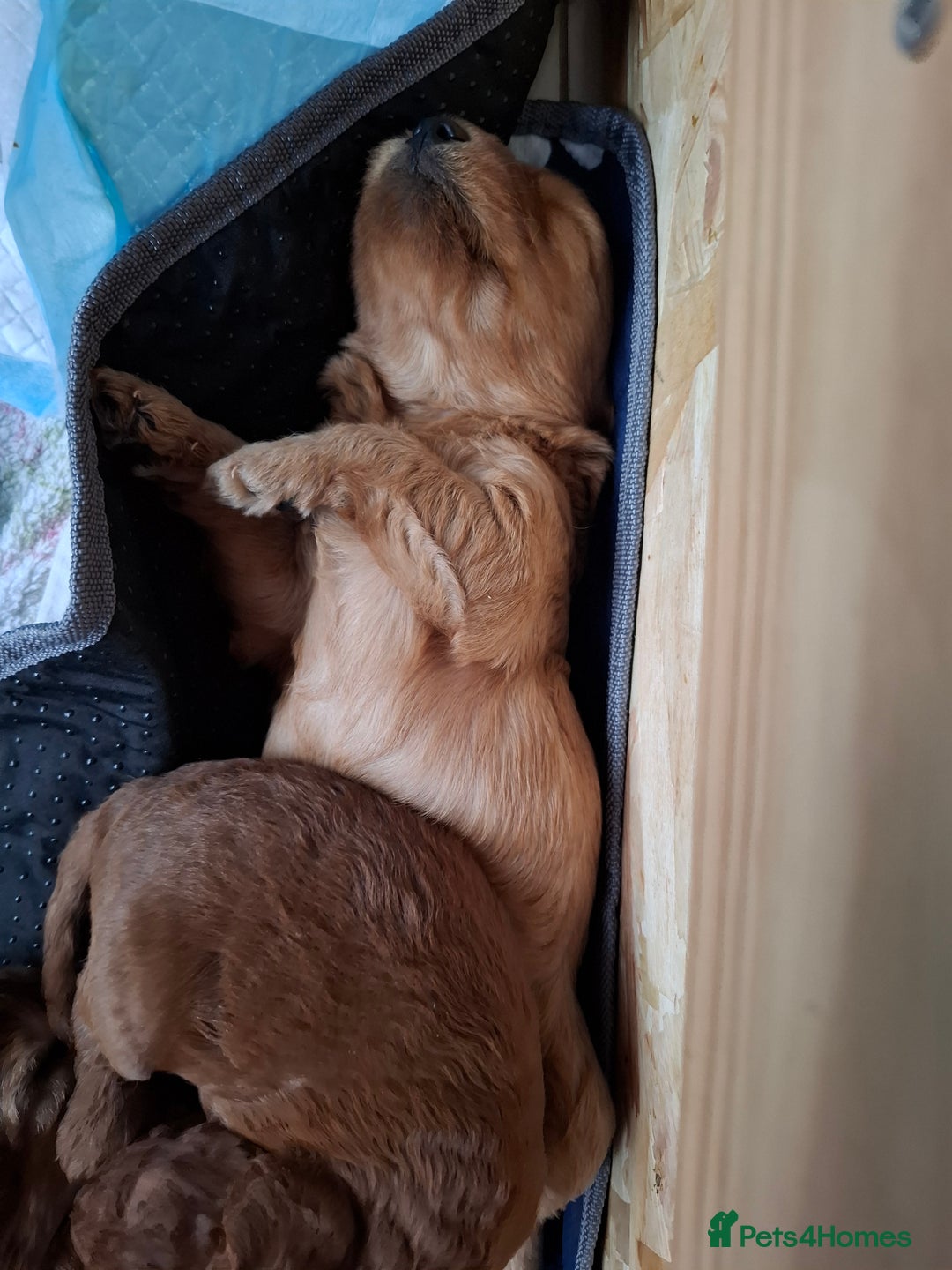 Cockapoo dogs for sale: F2 Cockapoos Puppies Gloucester - Advert 12