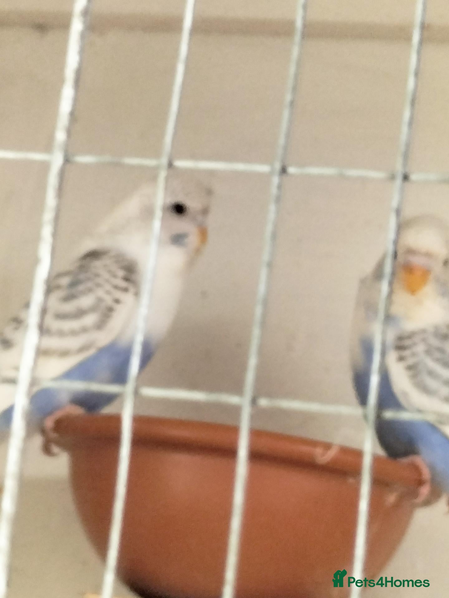 Budgerigars birds Baby buggies  - Advert 2