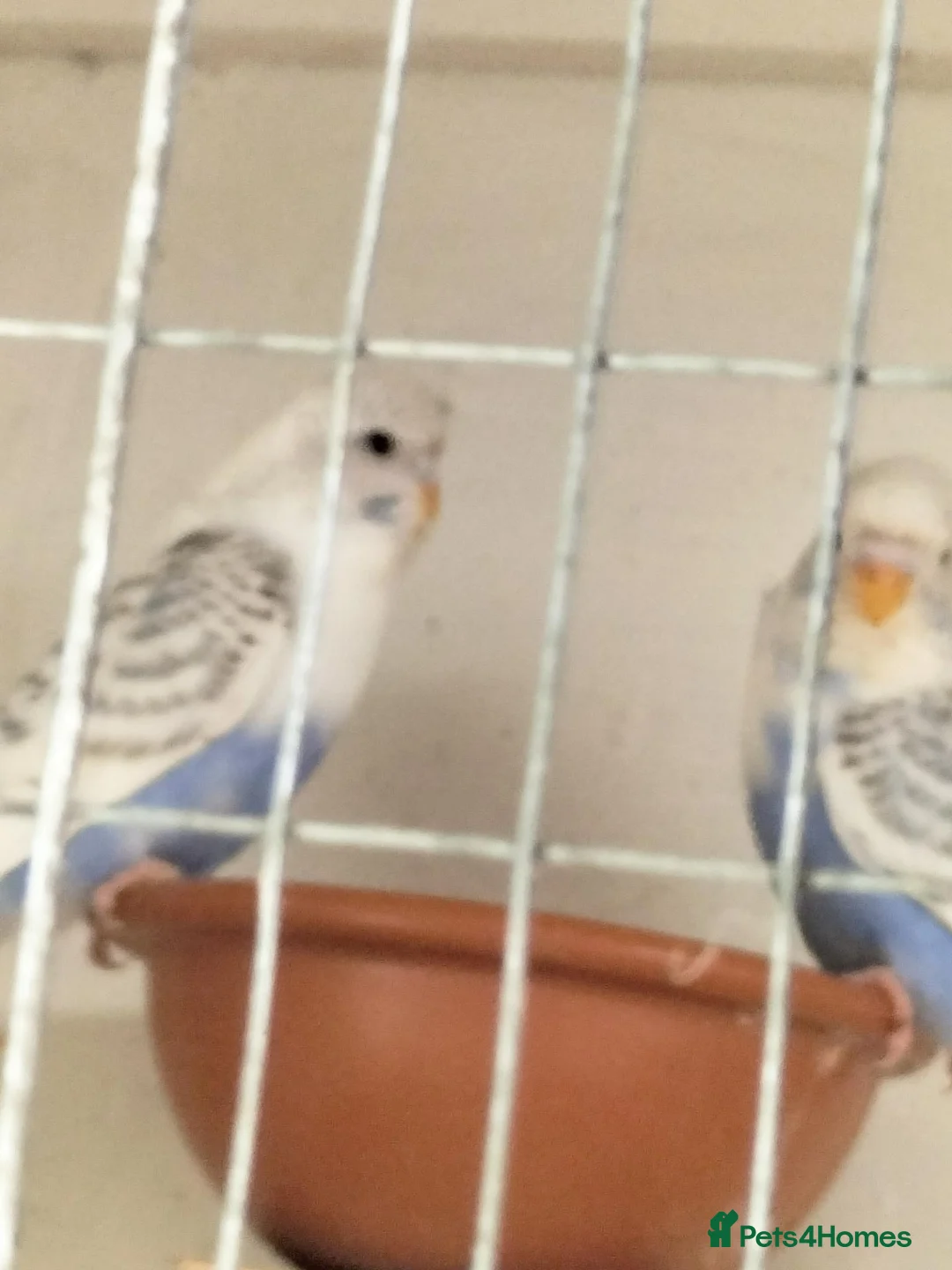 Budgerigars birds for sale: Baby buggies  - Advert 1