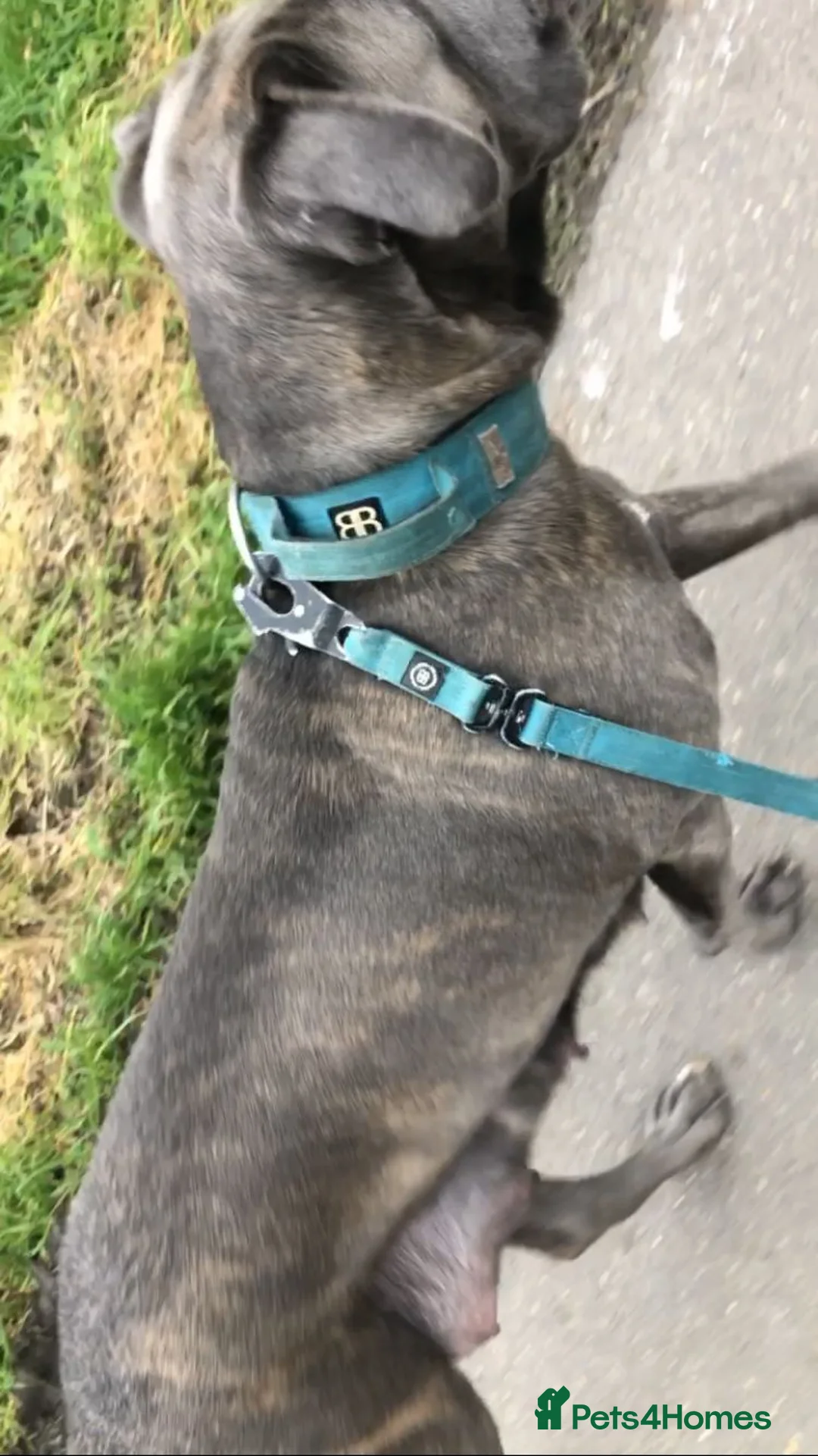 Cane Corso dogs for sale: Cane corso bandog - Advert 10