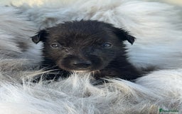 Mixed Breed dogs for sale: 🐾 Beautiful Whippet x Collie Puppies! 🐾 - Image 21