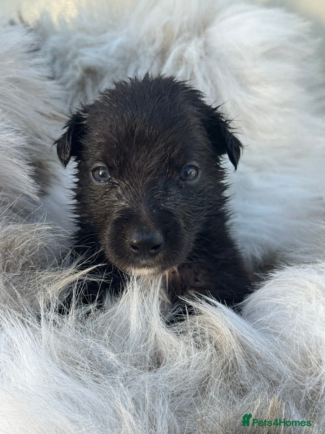 Mixed Breed dogs for sale: 🐾 Beautiful Whippet x Collie Puppies! 🐾 - Image 21