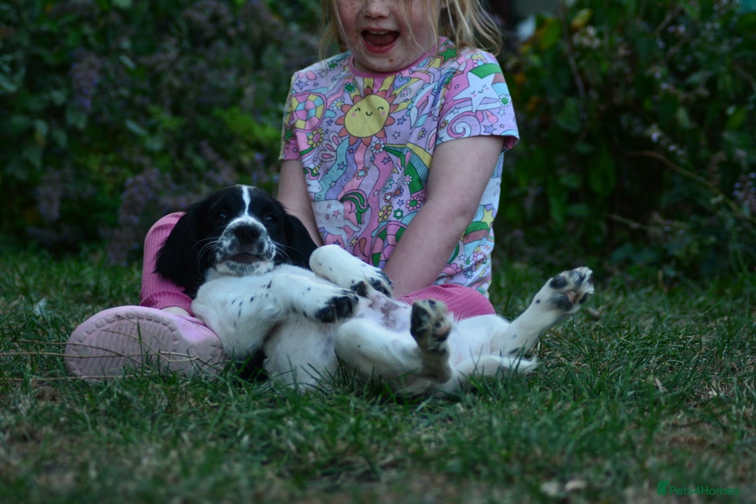 English Springer Spaniel dogs for sale: KC 10 week old Springer Spaniel puppies - Image 6