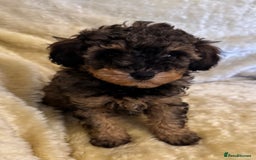 Toy Poodle dogs for sale: adorable toy poodle pups health tested  - Advert 3