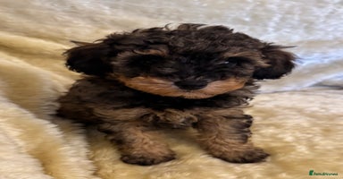 Toy Poodle dogs adorable toy poodle pups health tested  - Advert 1