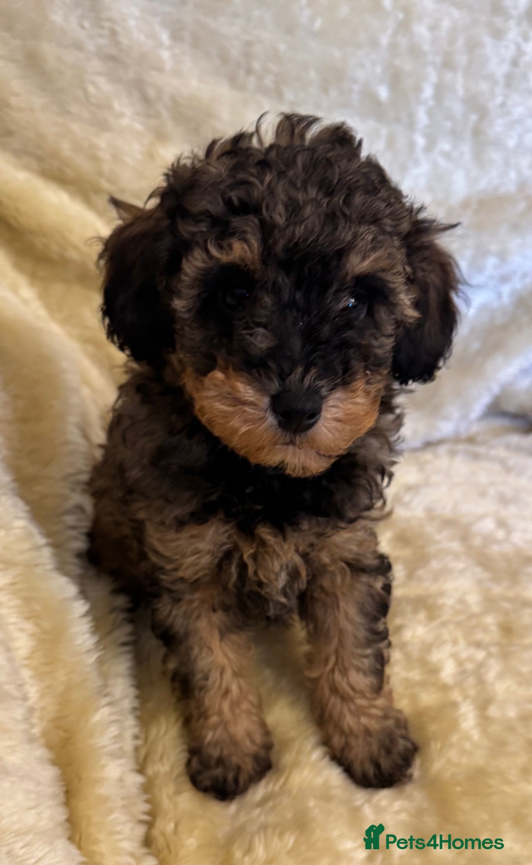 Toy Poodle dogs for sale: adorable toy poodle pups health tested  - Advert 3