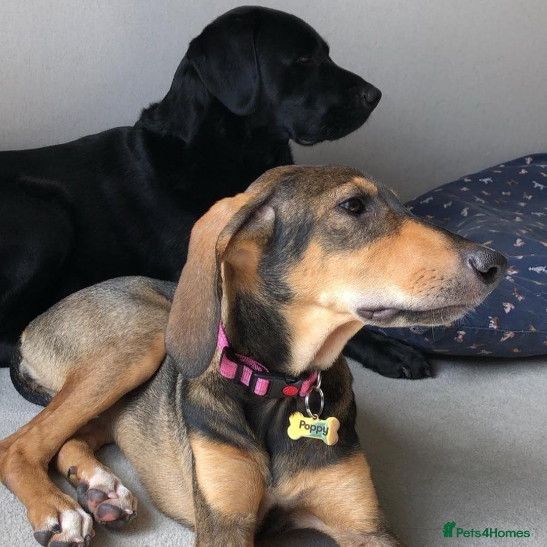 Mixed Breed dogs for adoption: Poppy (Hound/Shepherd mix) - Image 3