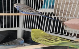 Budgerigars birds for sale: Beautiful Baby Budgies  - Image 6