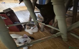 Mixed Breed cats for sale: Kittens for sale - Image 6