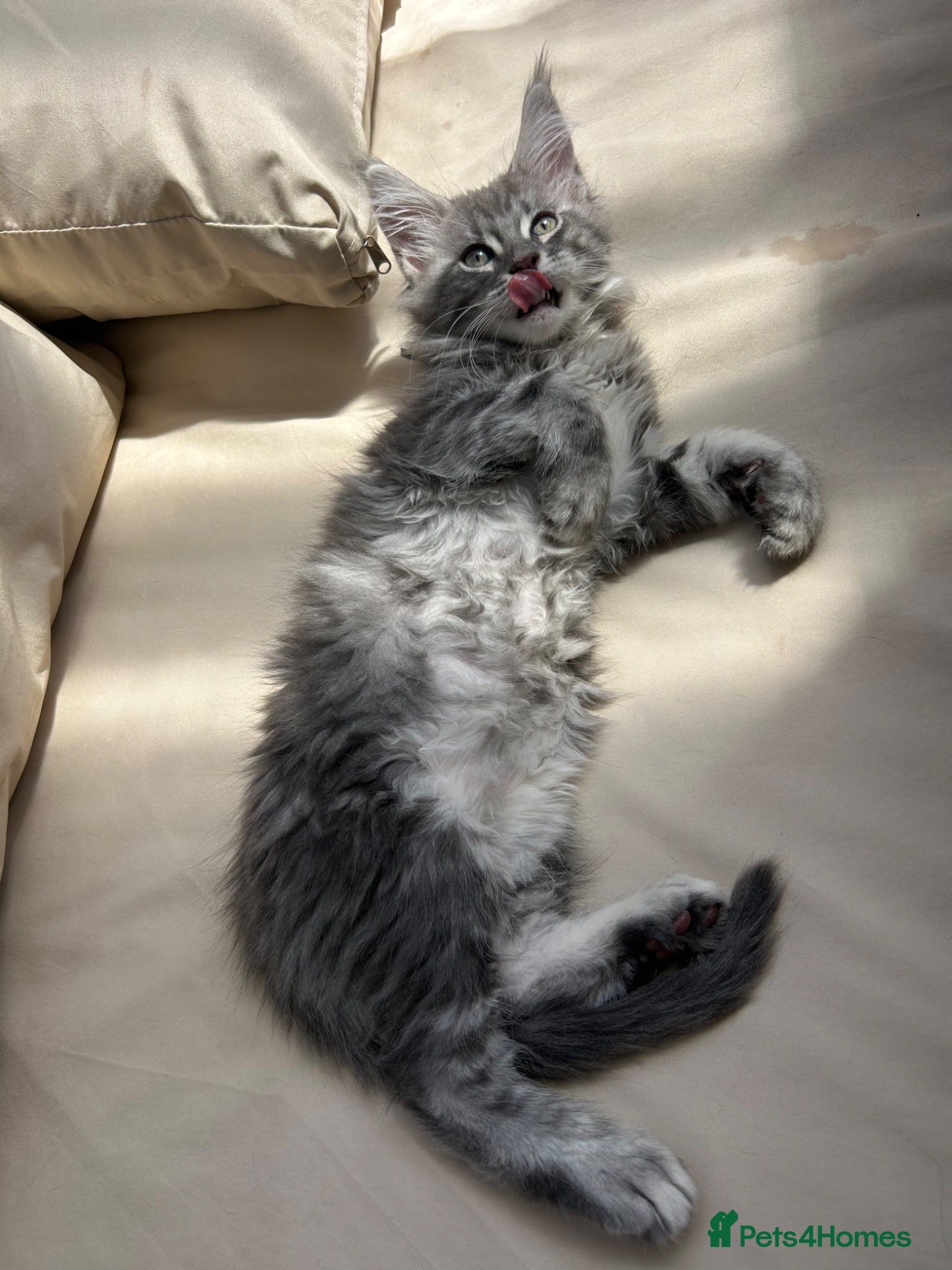 Maine Coon cats TICA Registered Maine Coon Kittens Available  - Advert 2