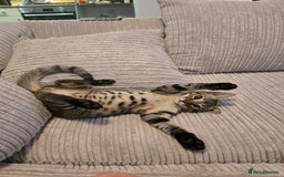 Maine Coon cats for sale: Savannah x Maine Coon  - Image 2
