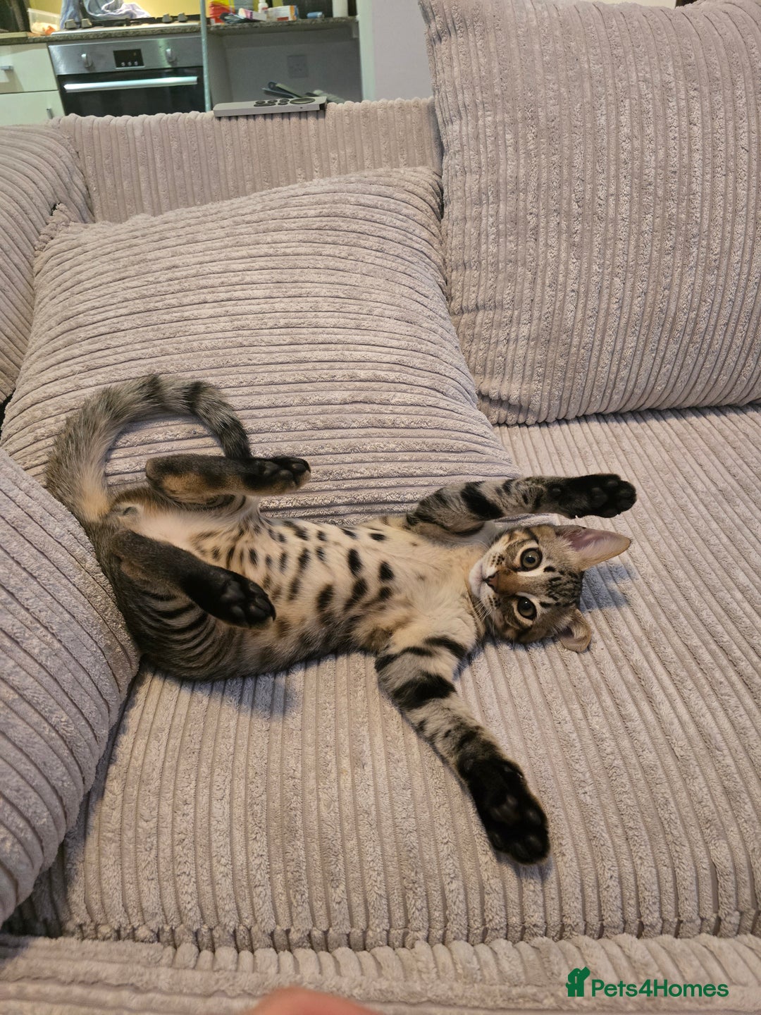 Maine Coon cats for sale: Savannah x Maine Coon  - Image 2