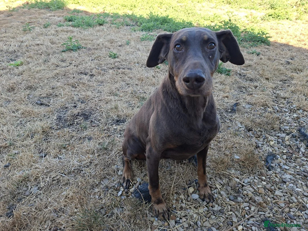 Dobermann dogs for sale: Rehoming Kitty - Advert 2