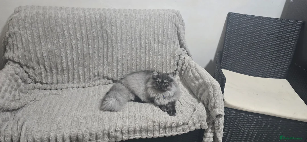 Persian cats for sale: Doll face persian male - Advert 2