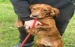 Cocker Spaniel dogs for sale: Cocker spaniel pups  - Image 19