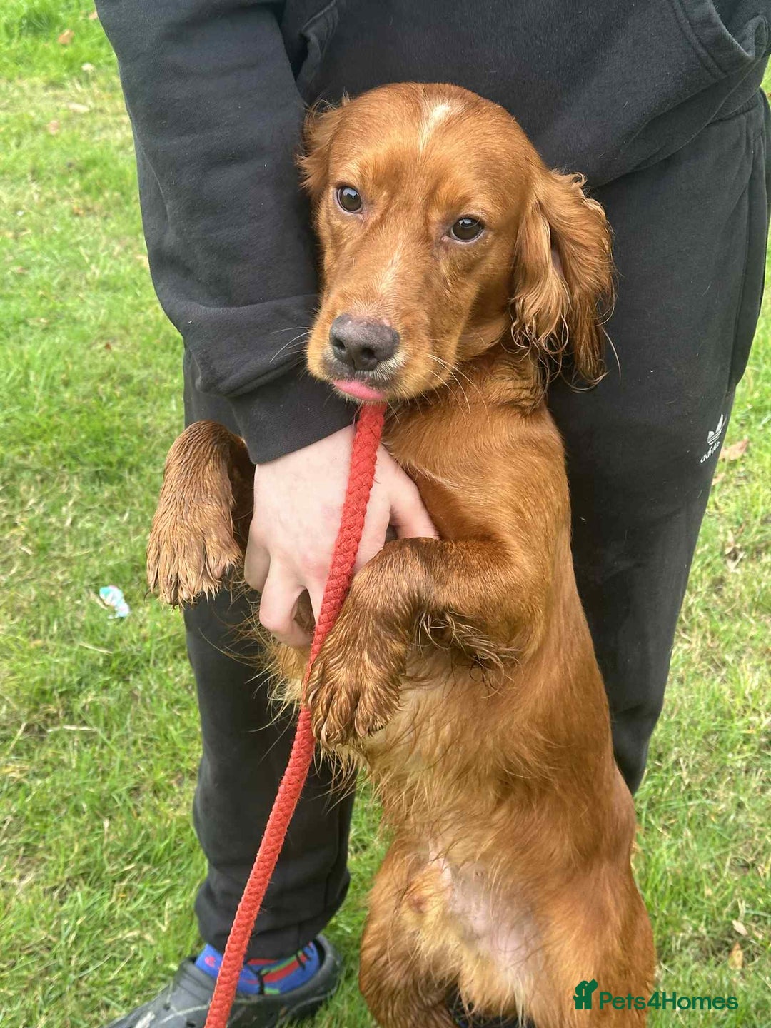 Cocker Spaniel dogs for sale: Cocker spaniel pups  - Image 19