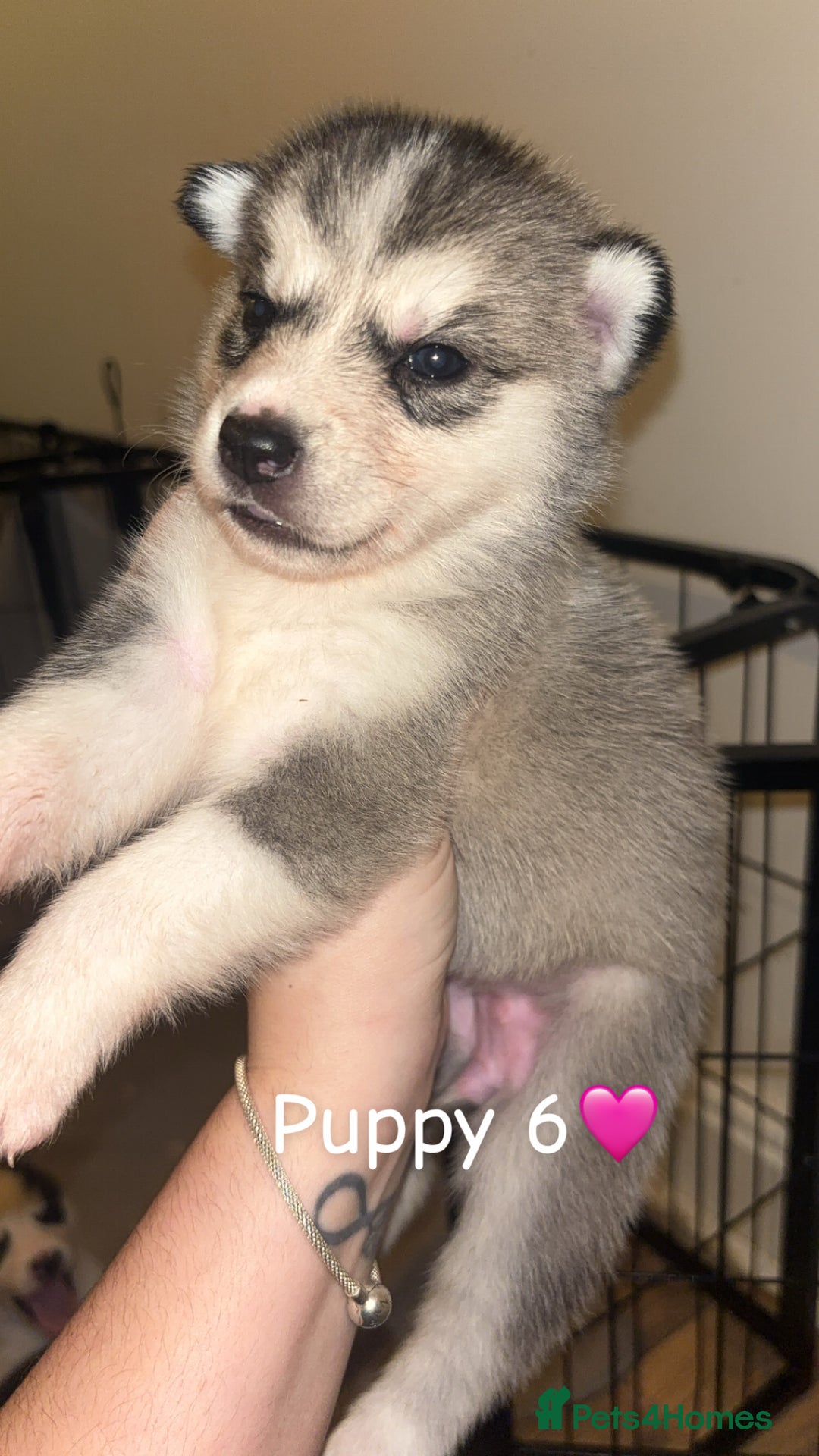 Siberian Husky dogs for sale: 6 beautiful Siberian husky’s🩷 - Advert 8